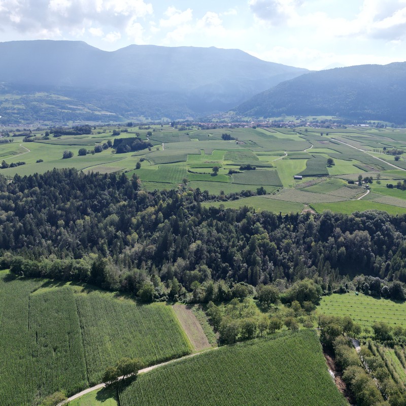Azienda Agricola Maso Paradiso di Pederzolli Diego | Azienda agricola