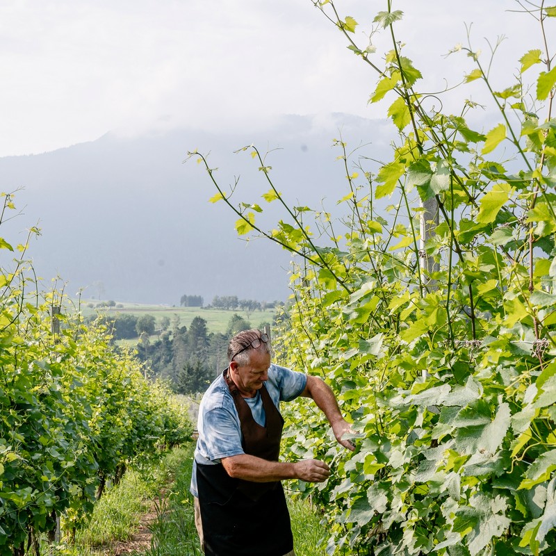 Azienda Agricola Maso Paradiso di Pederzolli Diego | Azienda agricola
