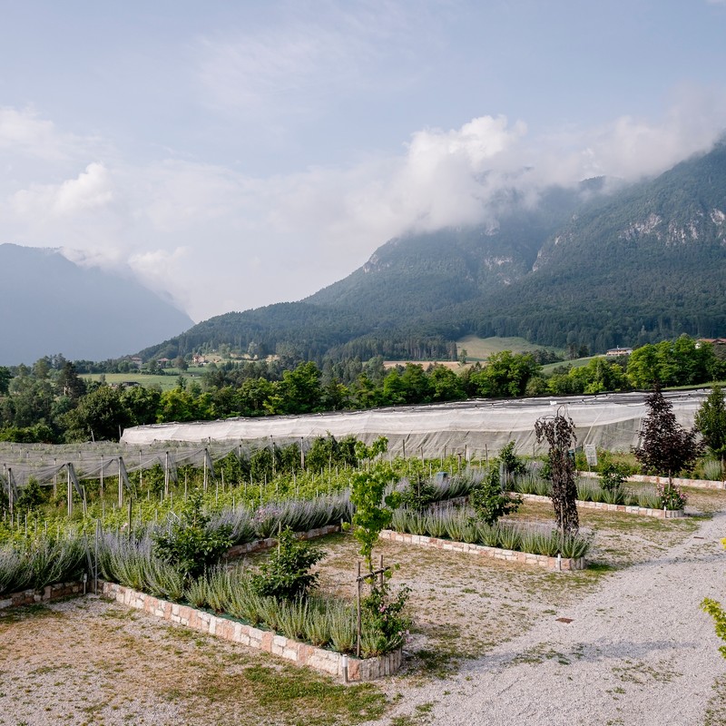 Azienda Agricola Maso Paradiso di Pederzolli Diego | Azienda agricola