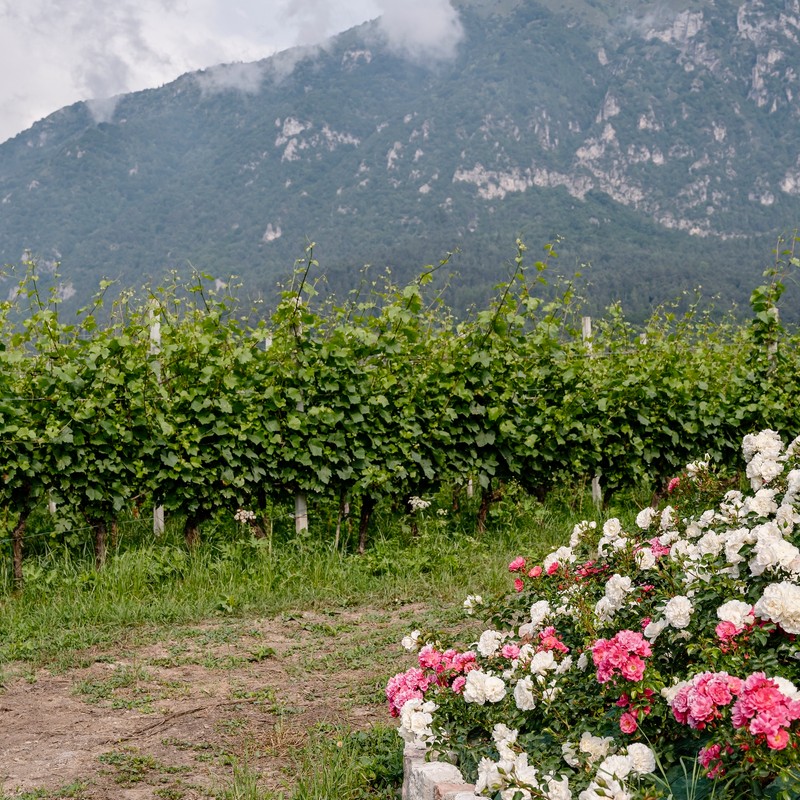 Azienda Agricola Maso Paradiso di Pederzolli Diego | Azienda agricola