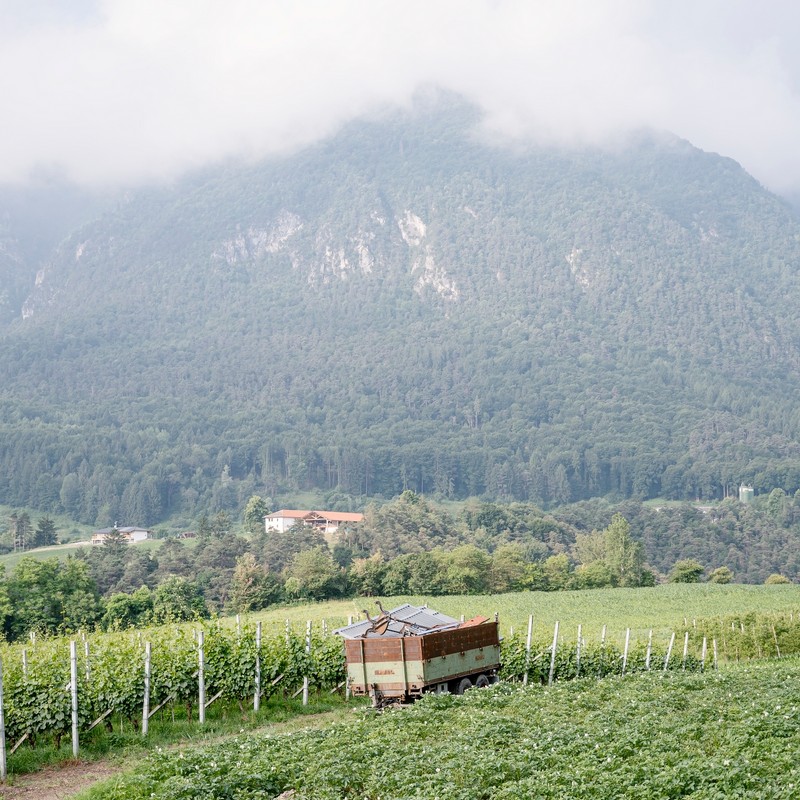 Azienda Agricola Maso Paradiso di Pederzolli Diego | Azienda agricola