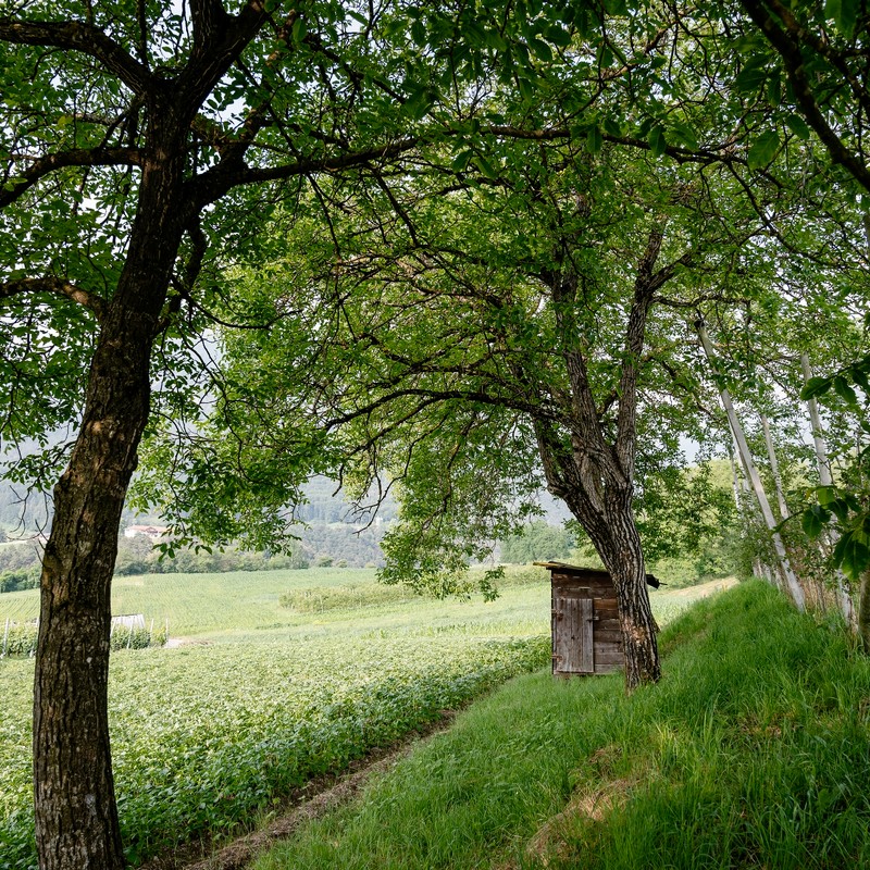 Azienda Agricola Maso Paradiso di Pederzolli Diego | Azienda agricola