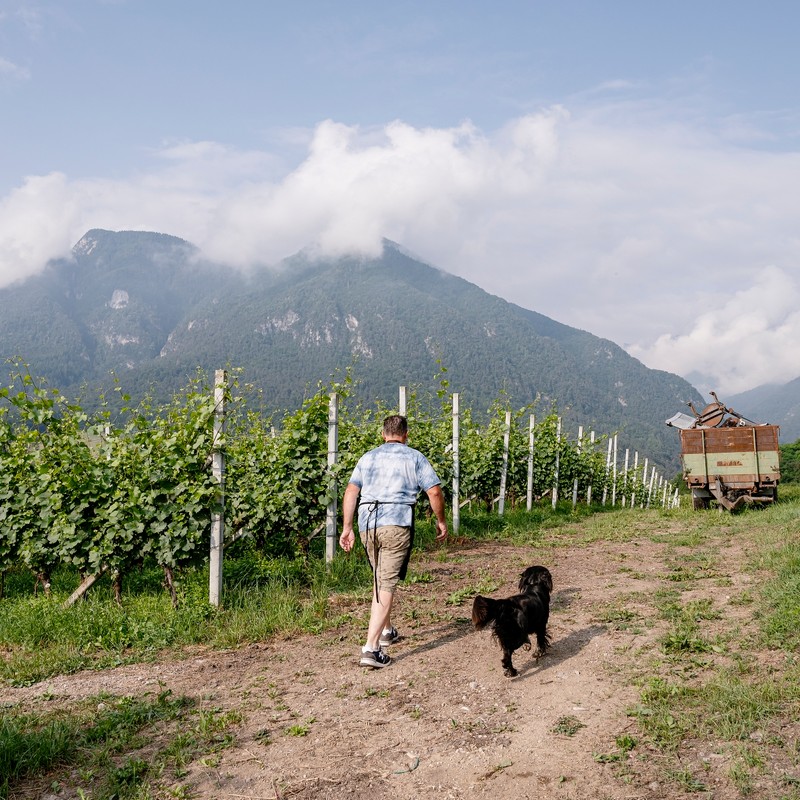 Azienda Agricola Maso Paradiso di Pederzolli Diego | Azienda agricola