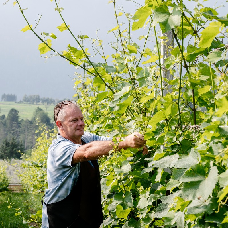 Azienda Agricola Maso Paradiso di Pederzolli Diego | Azienda agricola