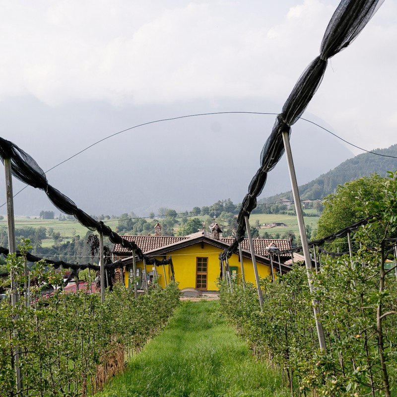 Azienda Agricola Maso Paradiso di Pederzolli Diego | Azienda agricola