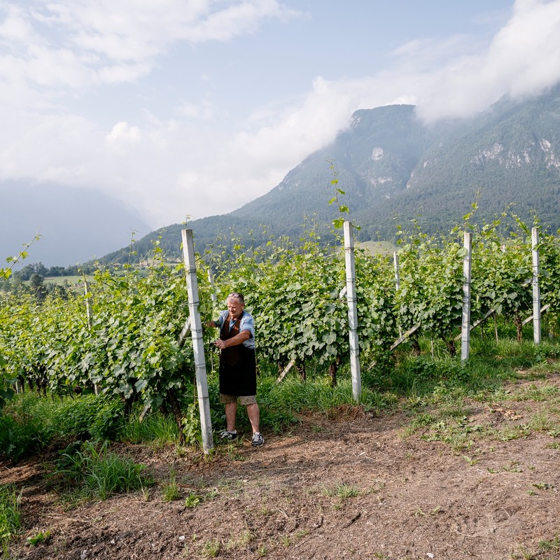 Azienda Agricola Maso Paradiso di Pederzolli Diego | Azienda agricola